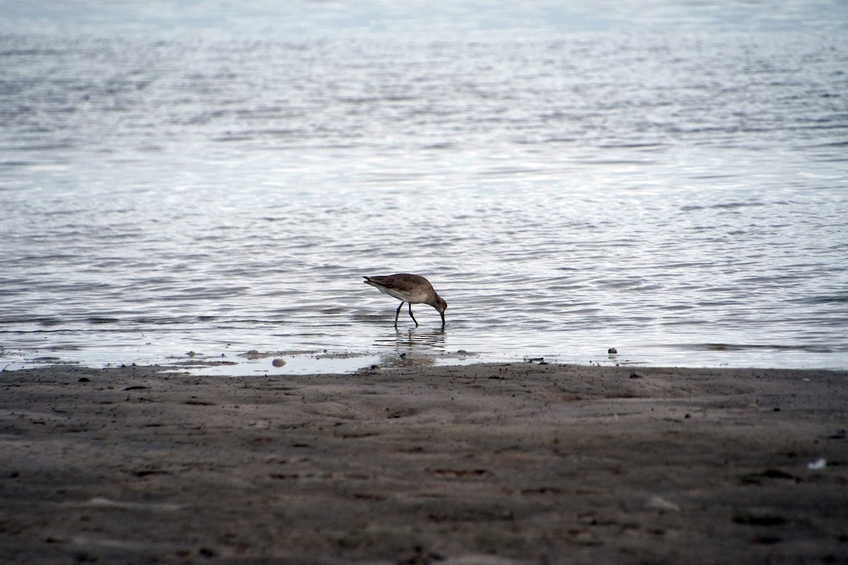 Willet - ML646804481