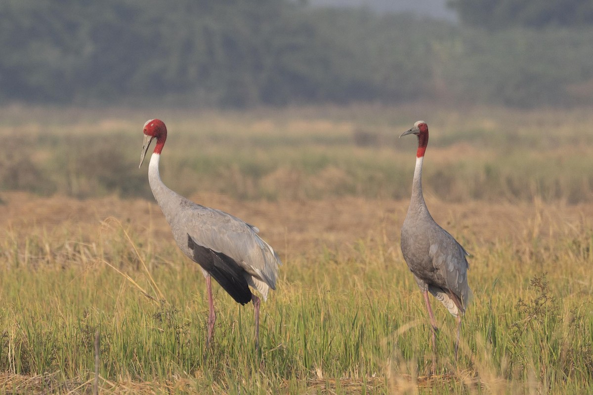 Sarus Crane - ML646804484