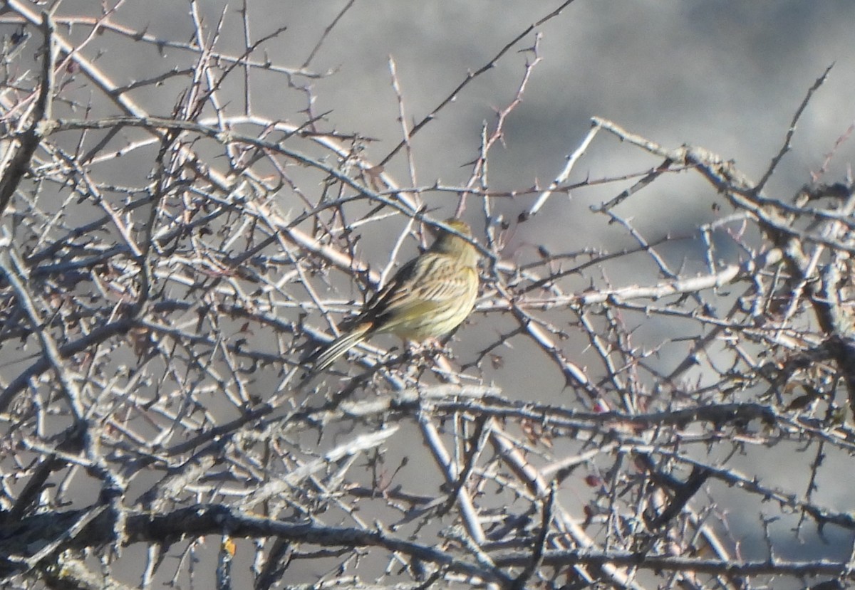 Yellowhammer - ML646804485