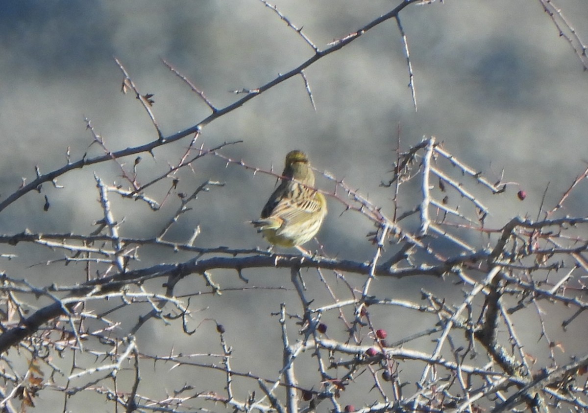 Yellowhammer - ML646804486