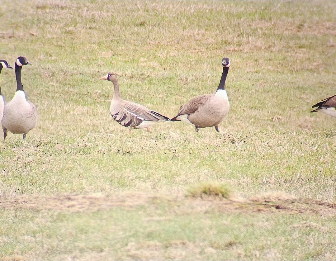 Antzara muturzuria - ML646804487