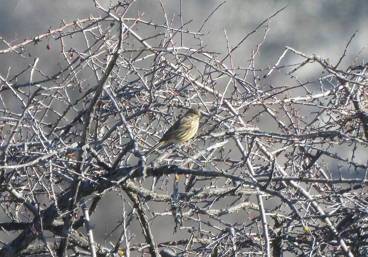 Yellowhammer - ML646804488