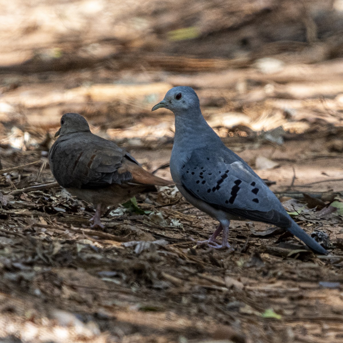 Blue Ground Dove - ML646804489