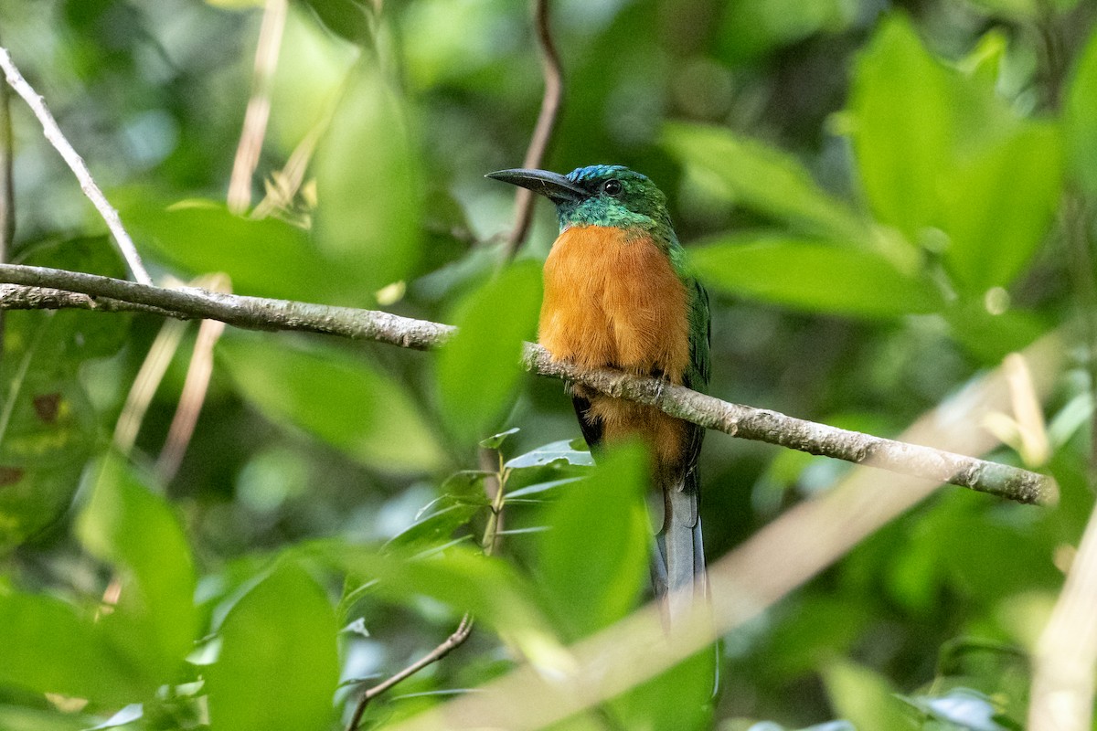 Great Jacamar - ML646804491