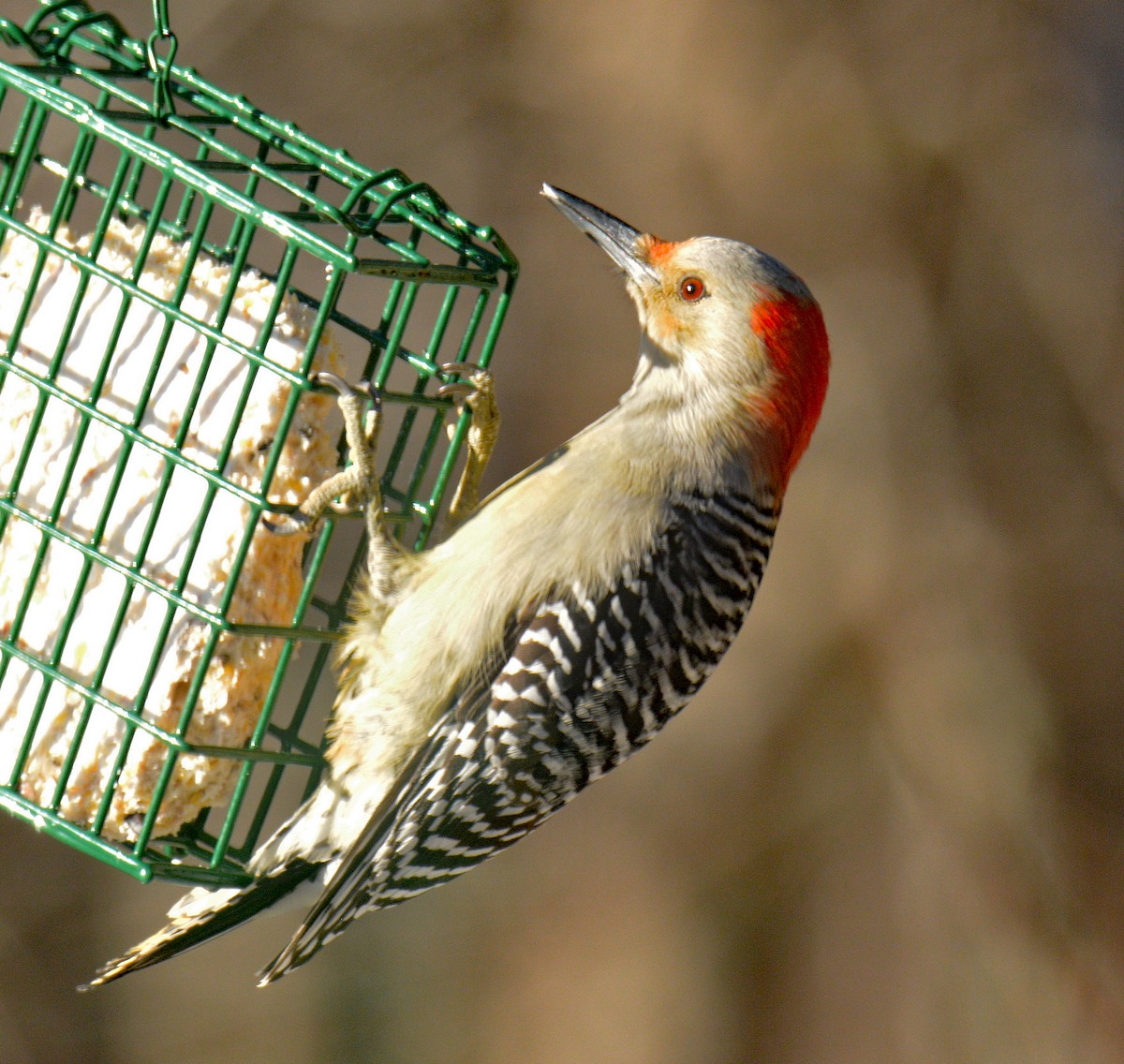 Red-bellied Woodpecker - ML646804492