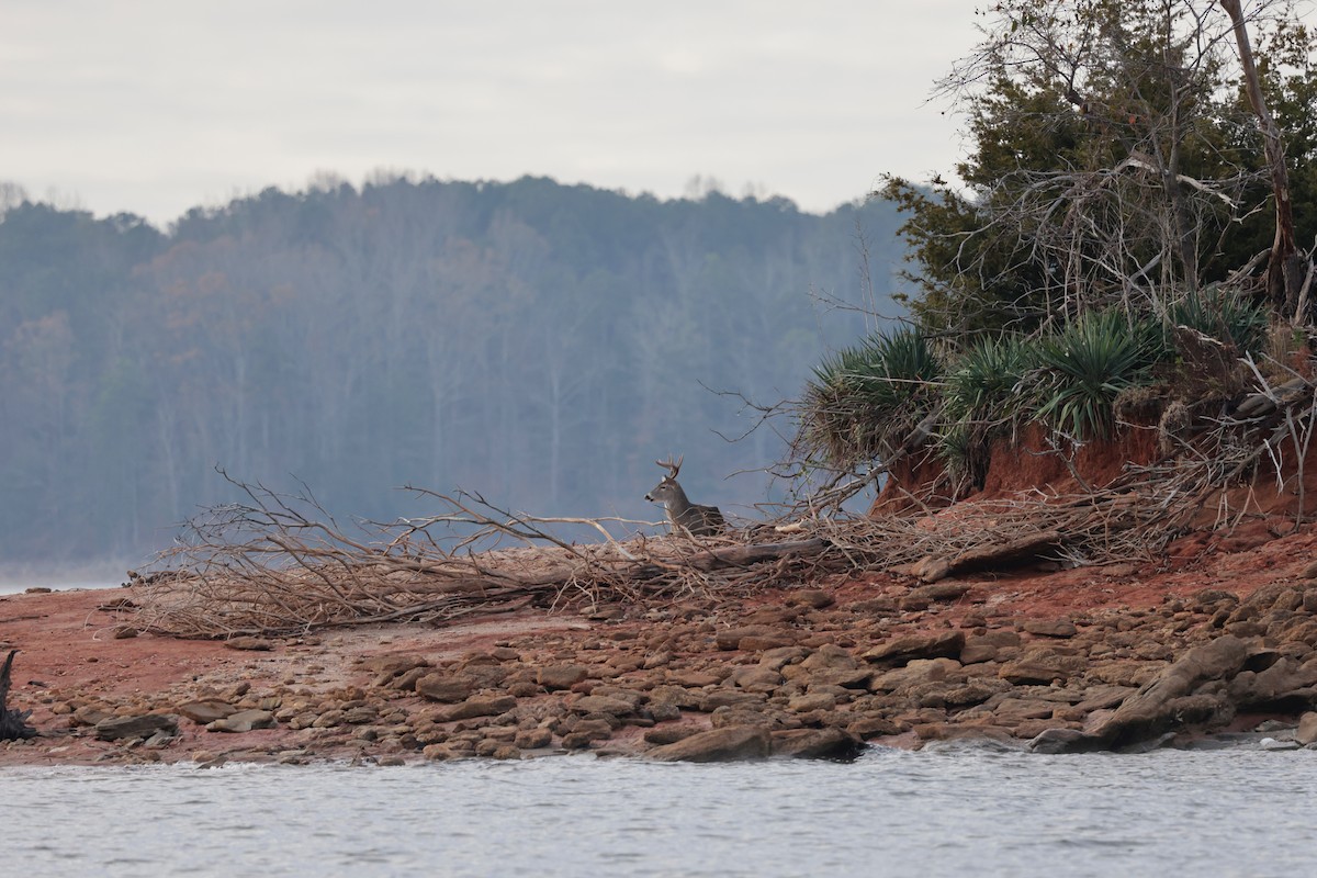 White-tailed Deer - ML646804494