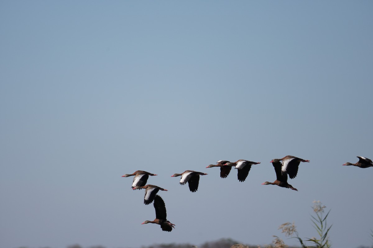Black-bellied Whistling-Duck - ML646804499