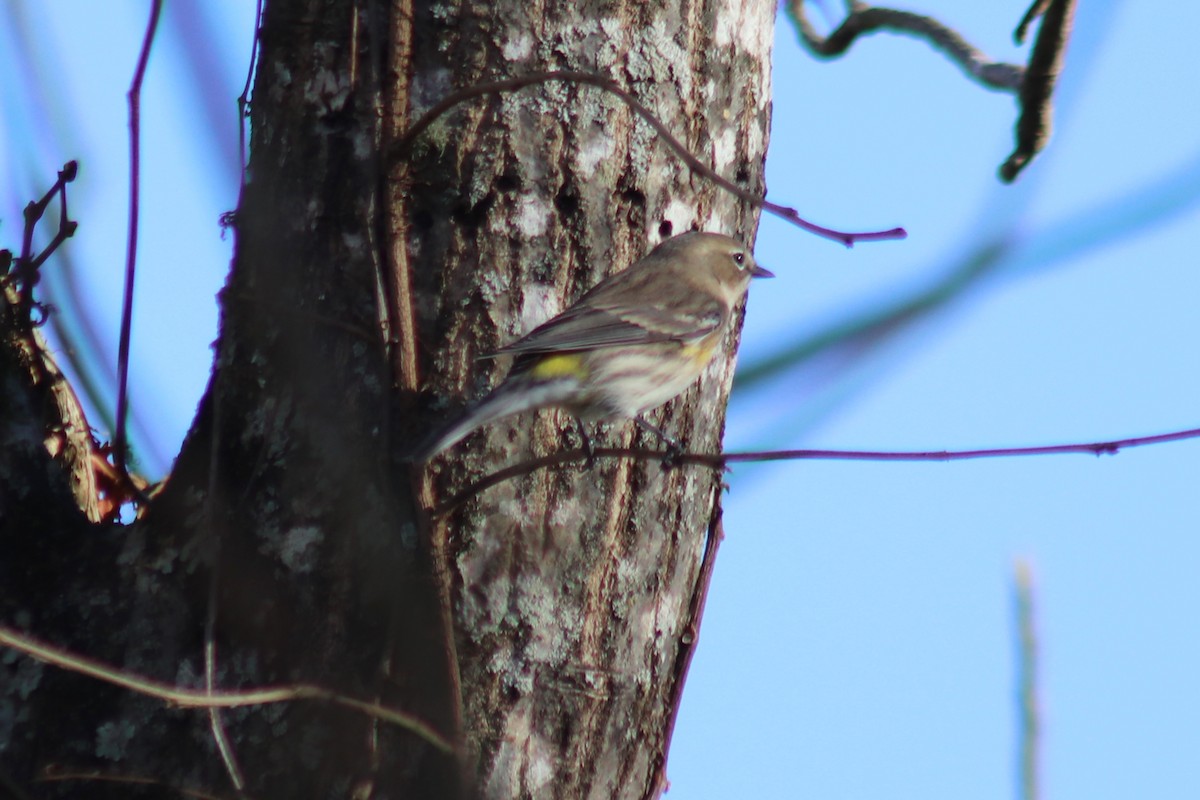 Yellow-rumped Warbler - ML646804500