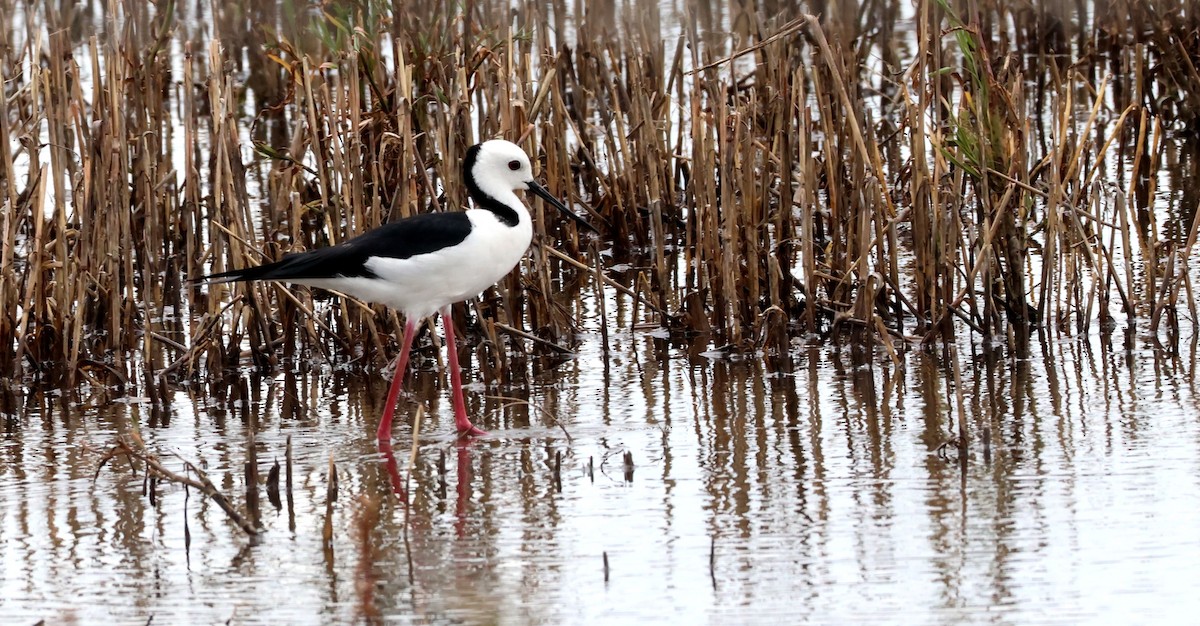 Pied Stilt - ML646804504