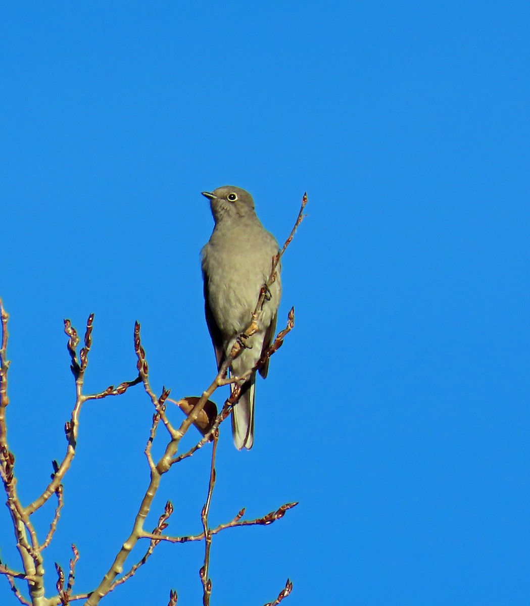 Solitaire de Townsend - ML646804506