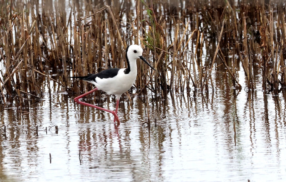 Pied Stilt - ML646804507