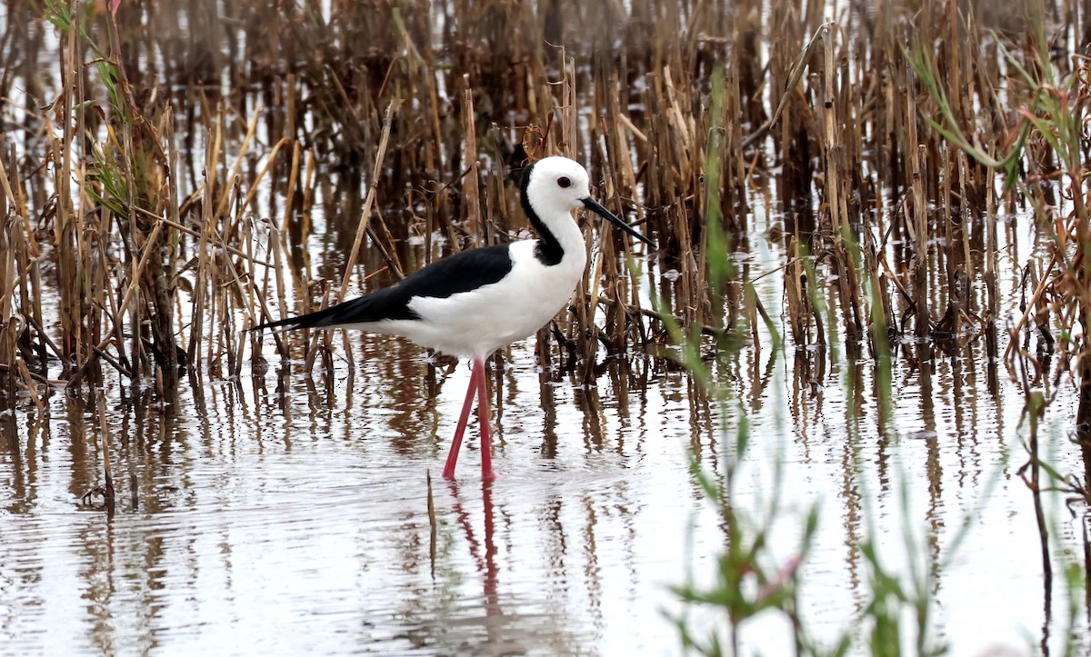 Pied Stilt - ML646804509