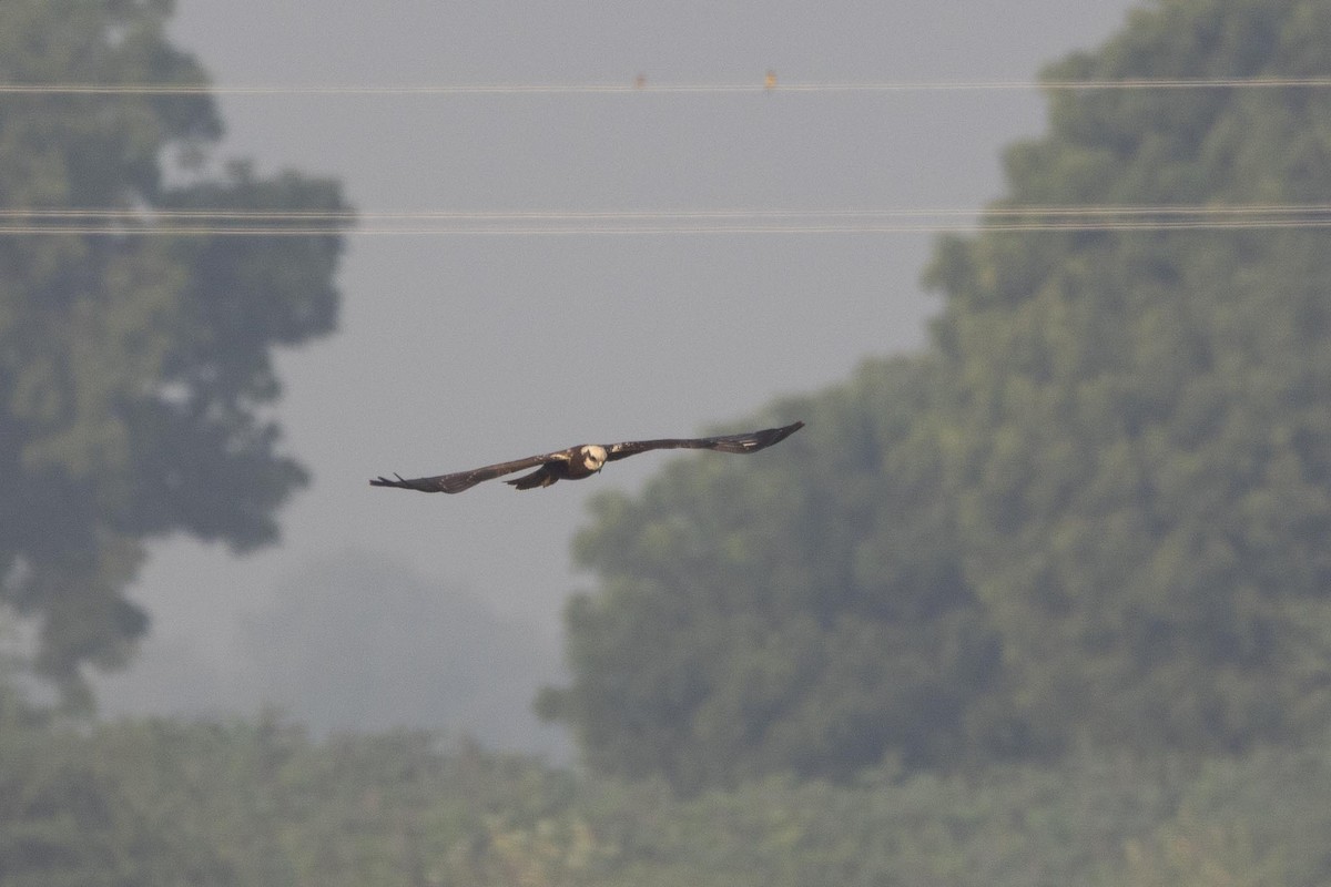 זרון סוף - ML646804510