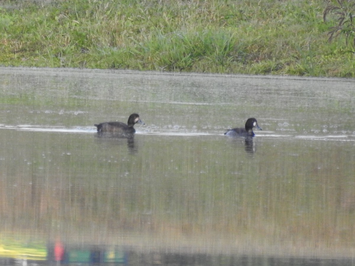 Greater Scaup - ML646804511