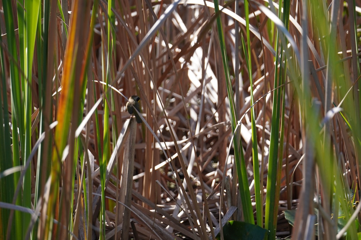 Common Yellowthroat - ML646804512