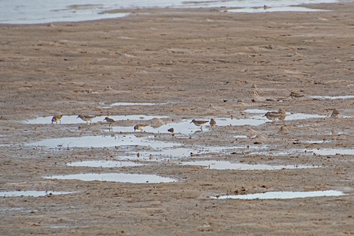 Red Knot - ML646804518