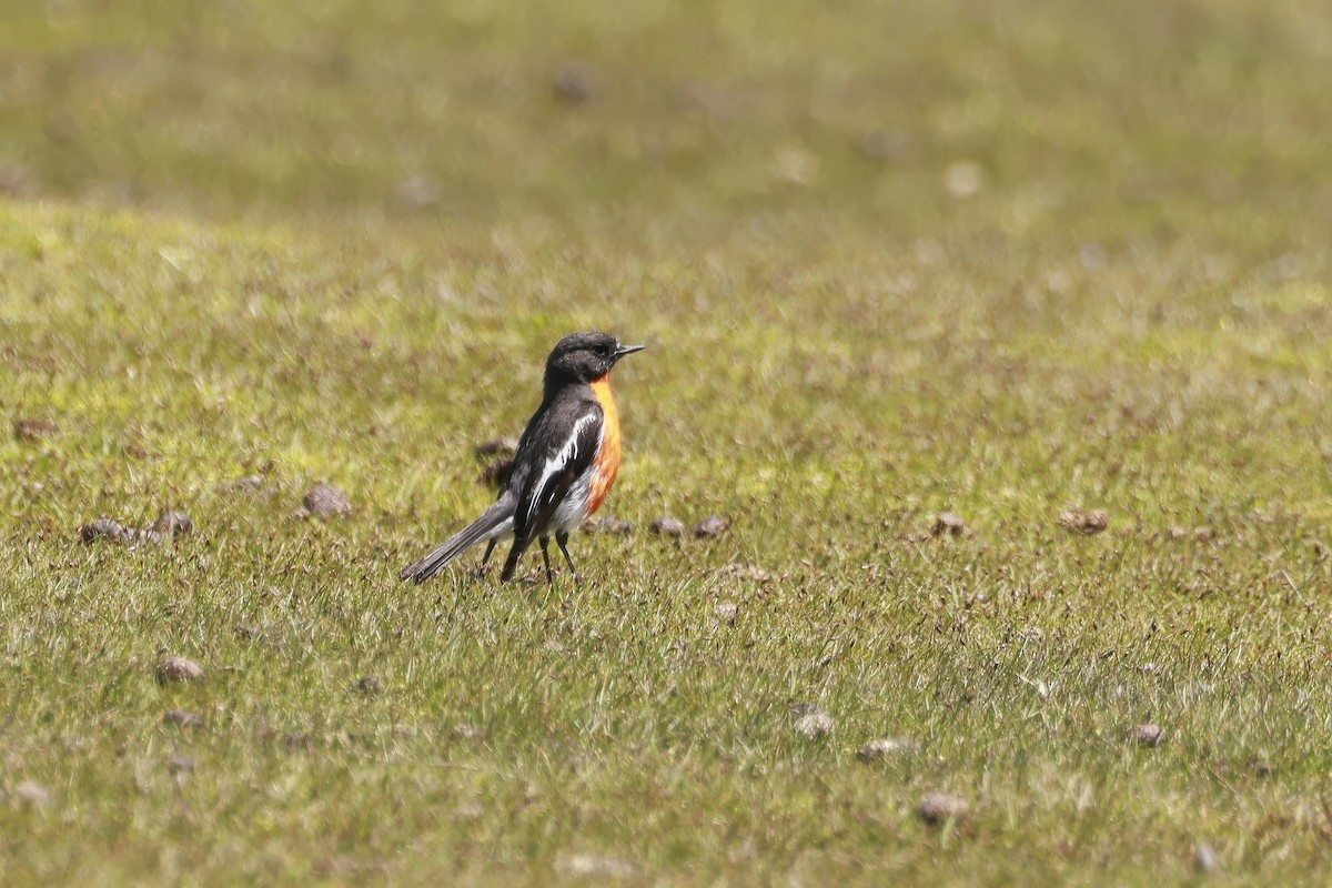 flammeflueskvett - ML646804521