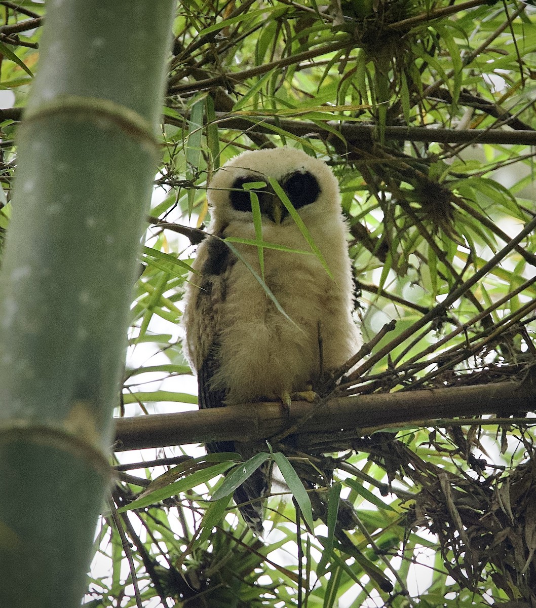 Band-bellied Owl - ML646804523