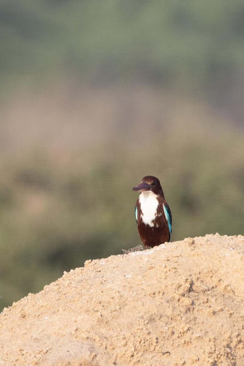שלדג לבן-חזה - ML646804526