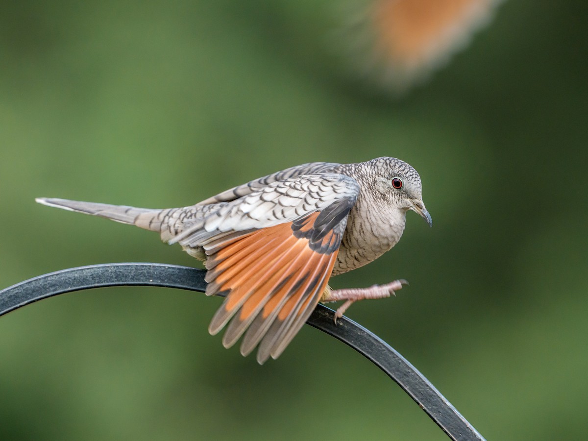 Инкская земляная горлица - ML646804527