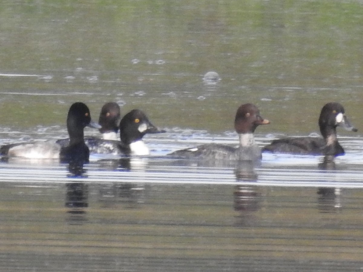 Common Goldeneye - ML646804528