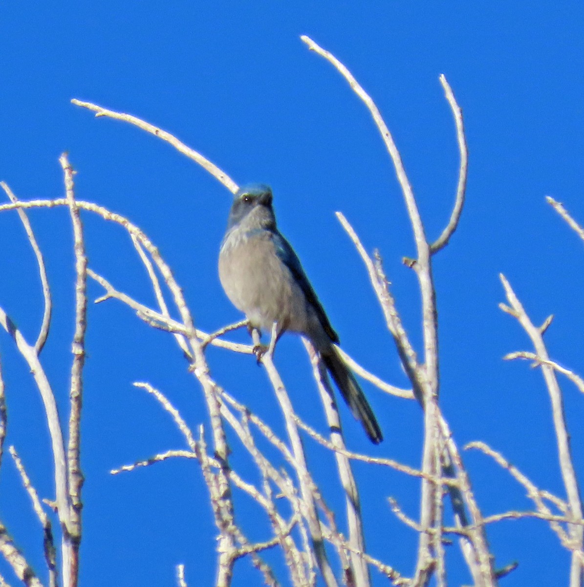 Geai de Woodhouse - ML646804530