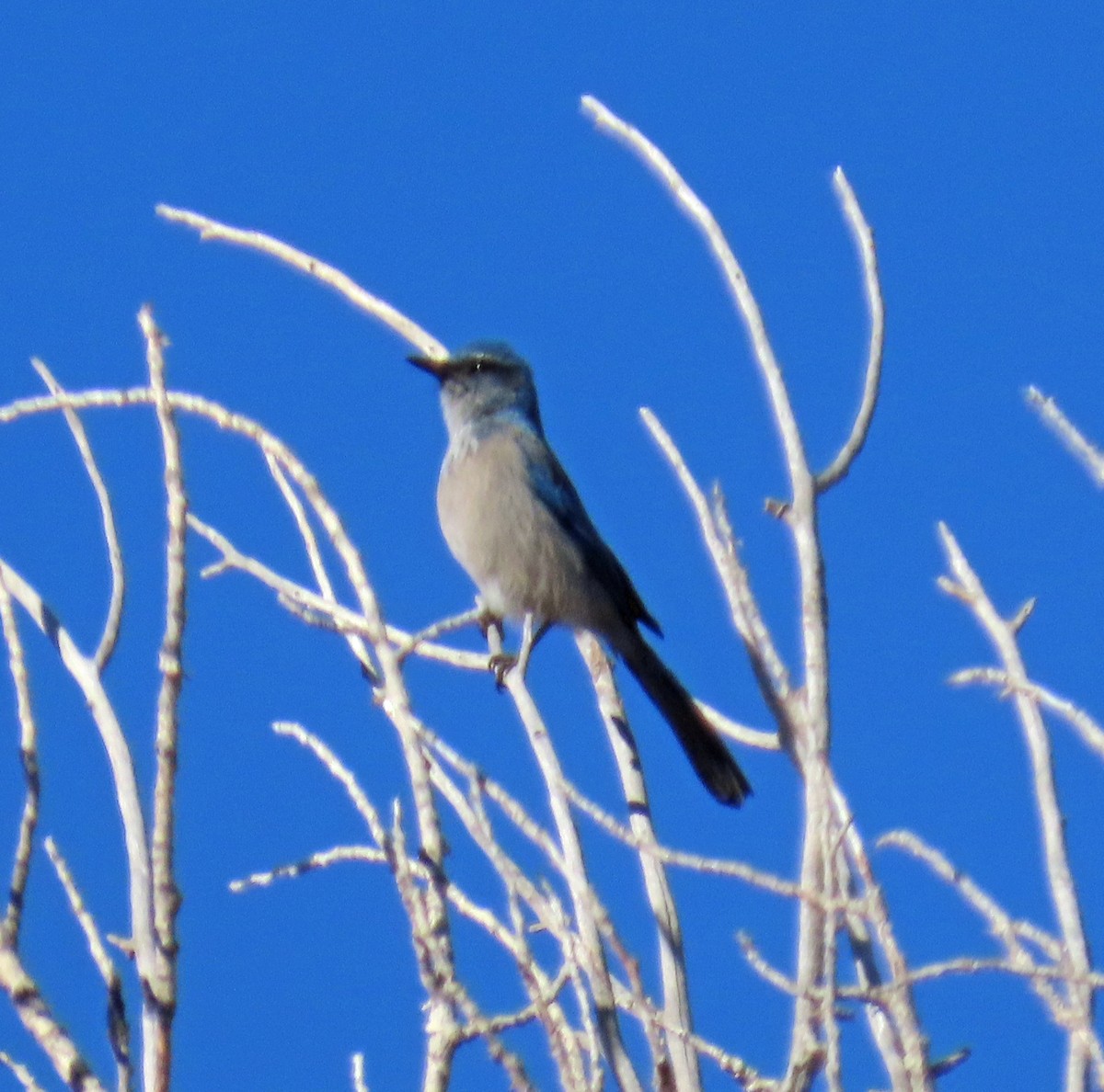 Geai de Woodhouse - ML646804531