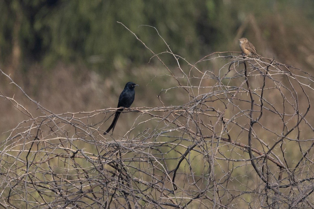 דרונגו שחור - ML646804532