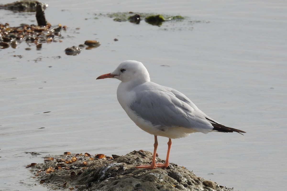 Slender-billed Gull - ML646804533