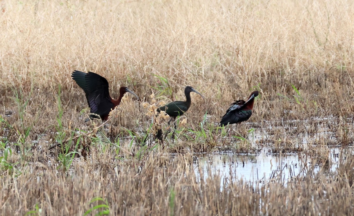 Glossy Ibis - ML646804534