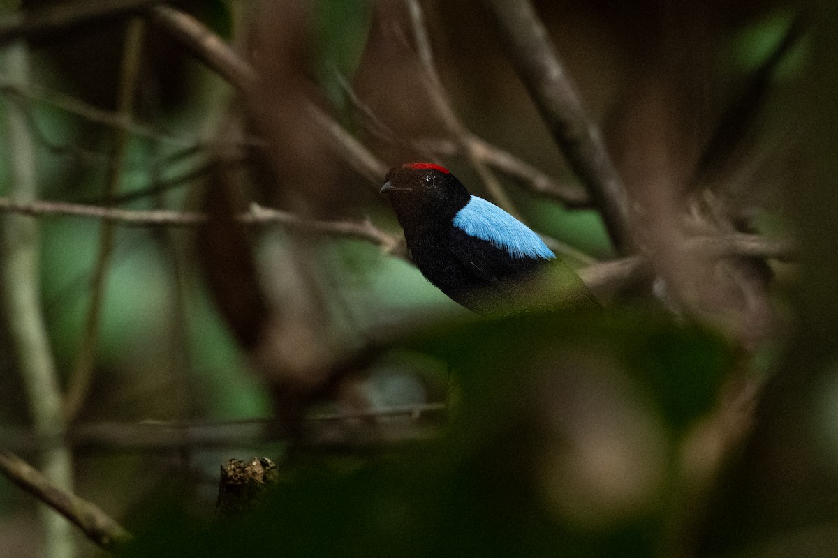 Blue-backed Manakin - ML646804535
