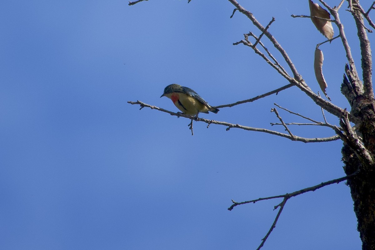 Fire-breasted Flowerpecker - ML646804537
