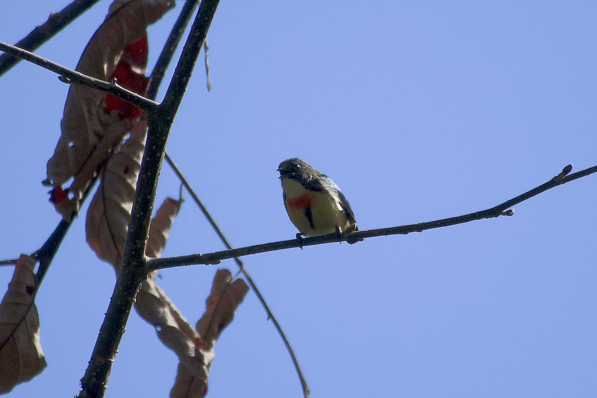 Fire-breasted Flowerpecker - ML646804538
