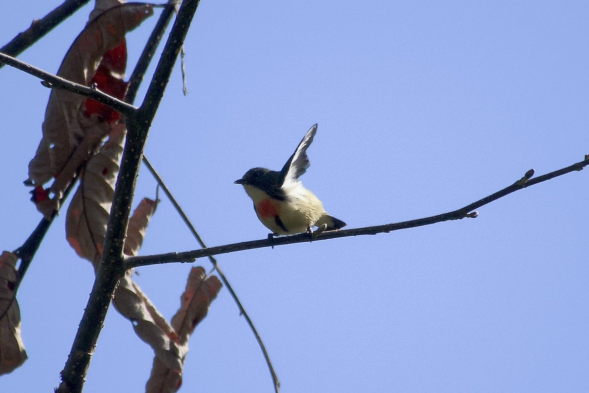 Fire-breasted Flowerpecker - ML646804539