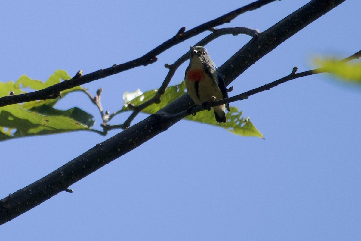 Fire-breasted Flowerpecker - ML646804543