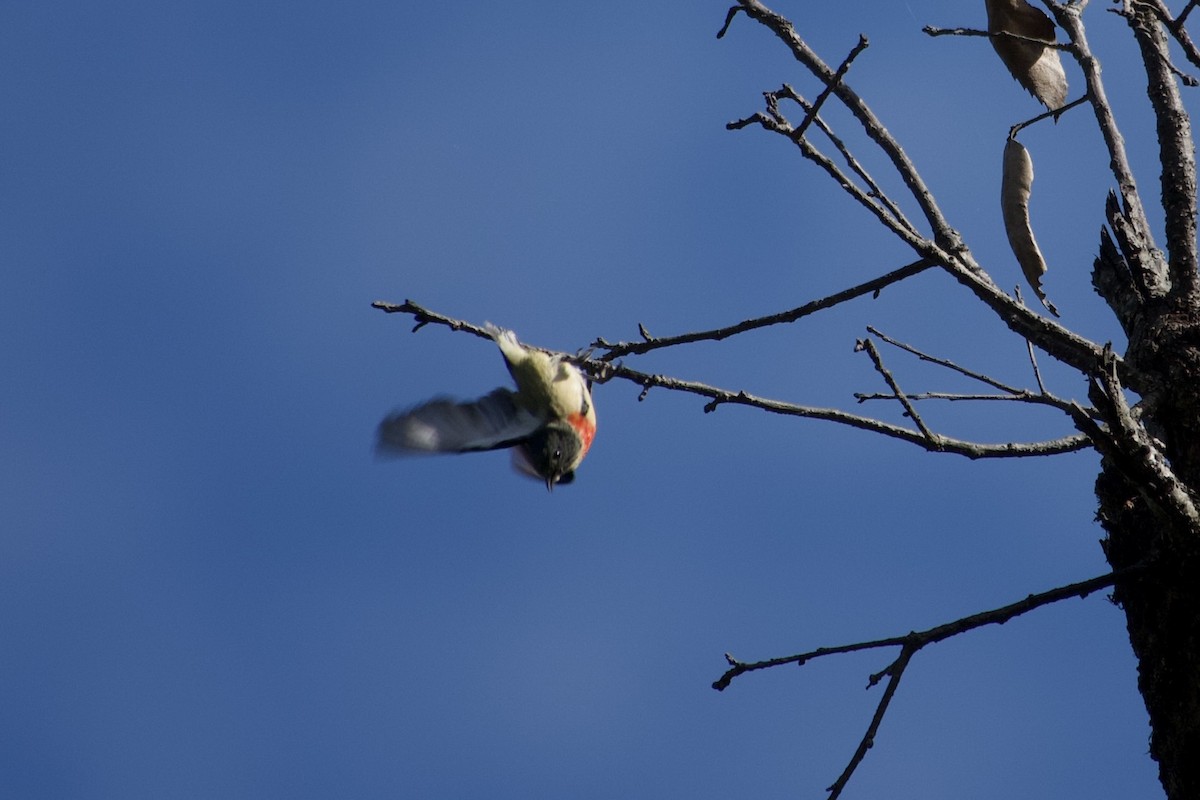 Fire-breasted Flowerpecker - ML646804544