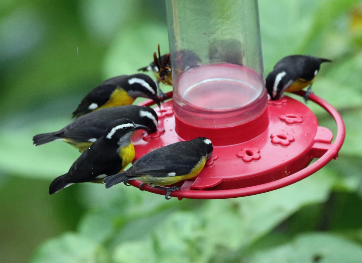 Zuckervogel - ML646804548