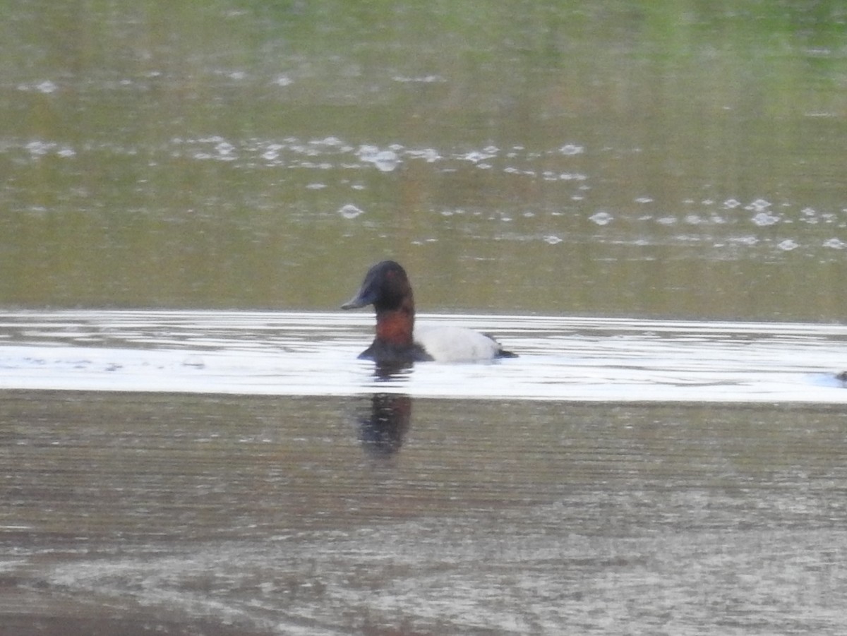 Canvasback - ML646804549