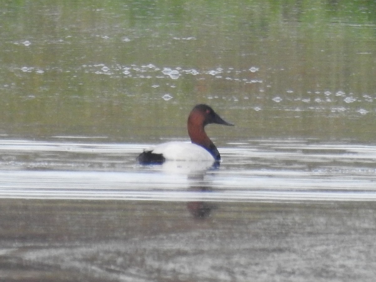 Canvasback - ML646804550