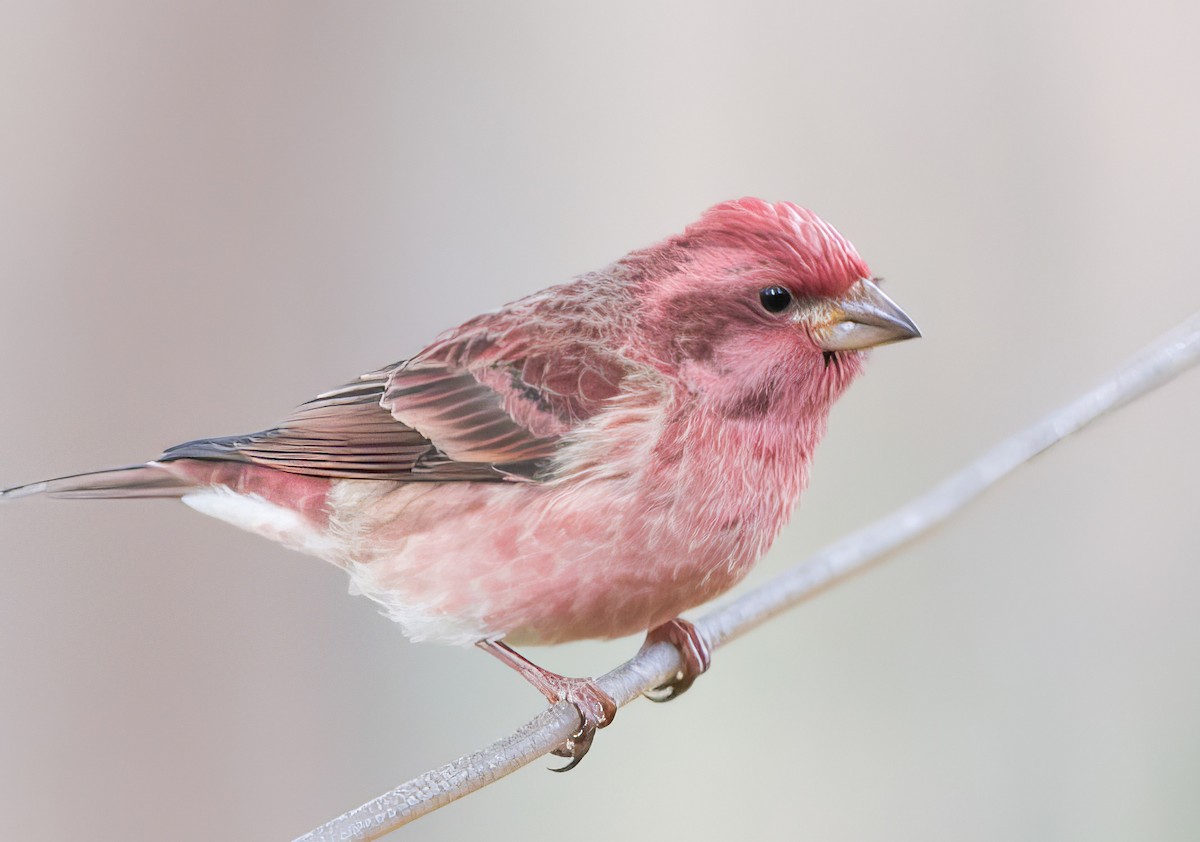 Пурпурная чечевица - ML646804551