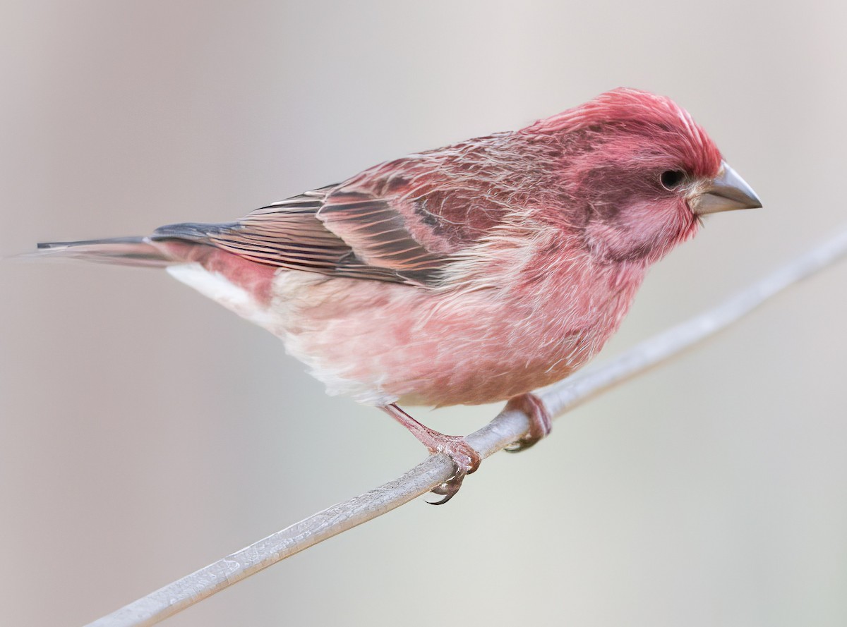 Пурпурная чечевица - ML646804552