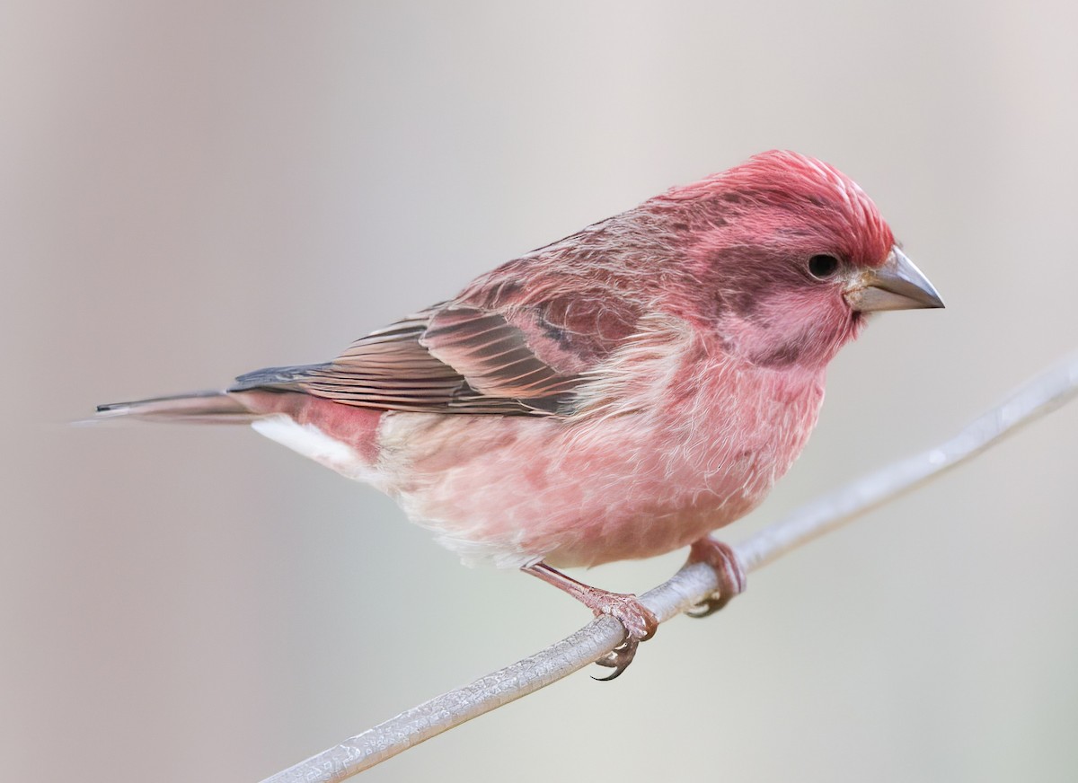 Пурпурная чечевица - ML646804553