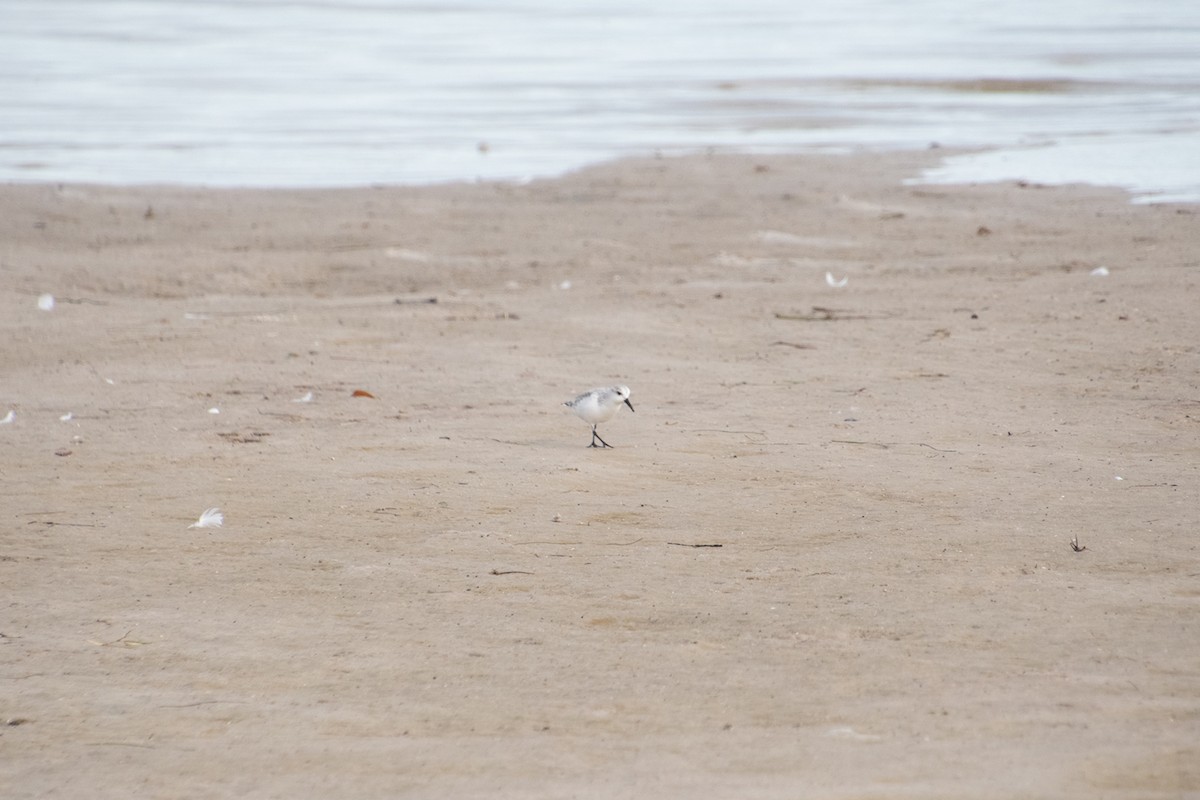 Sanderling - ML646804555