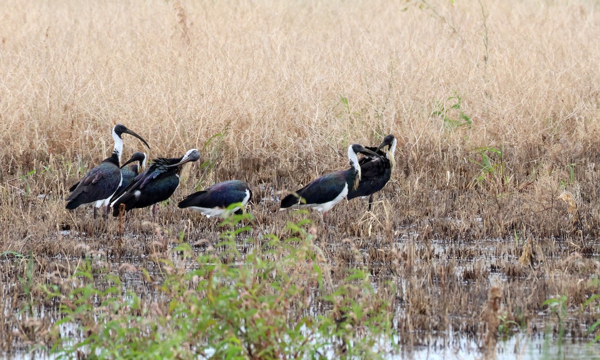 Straw-necked Ibis - ML646804556