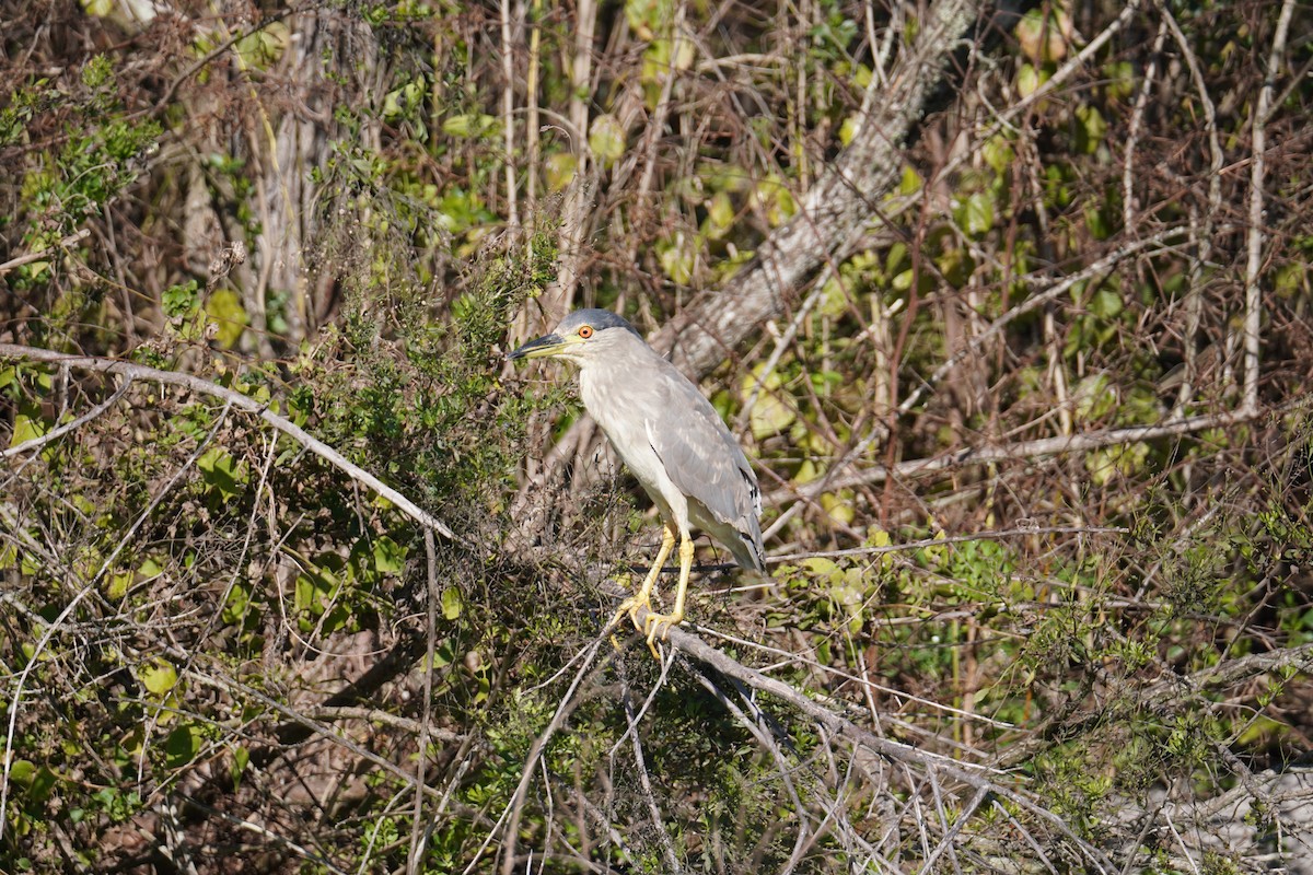 Ногоовор зашин - ML646804559