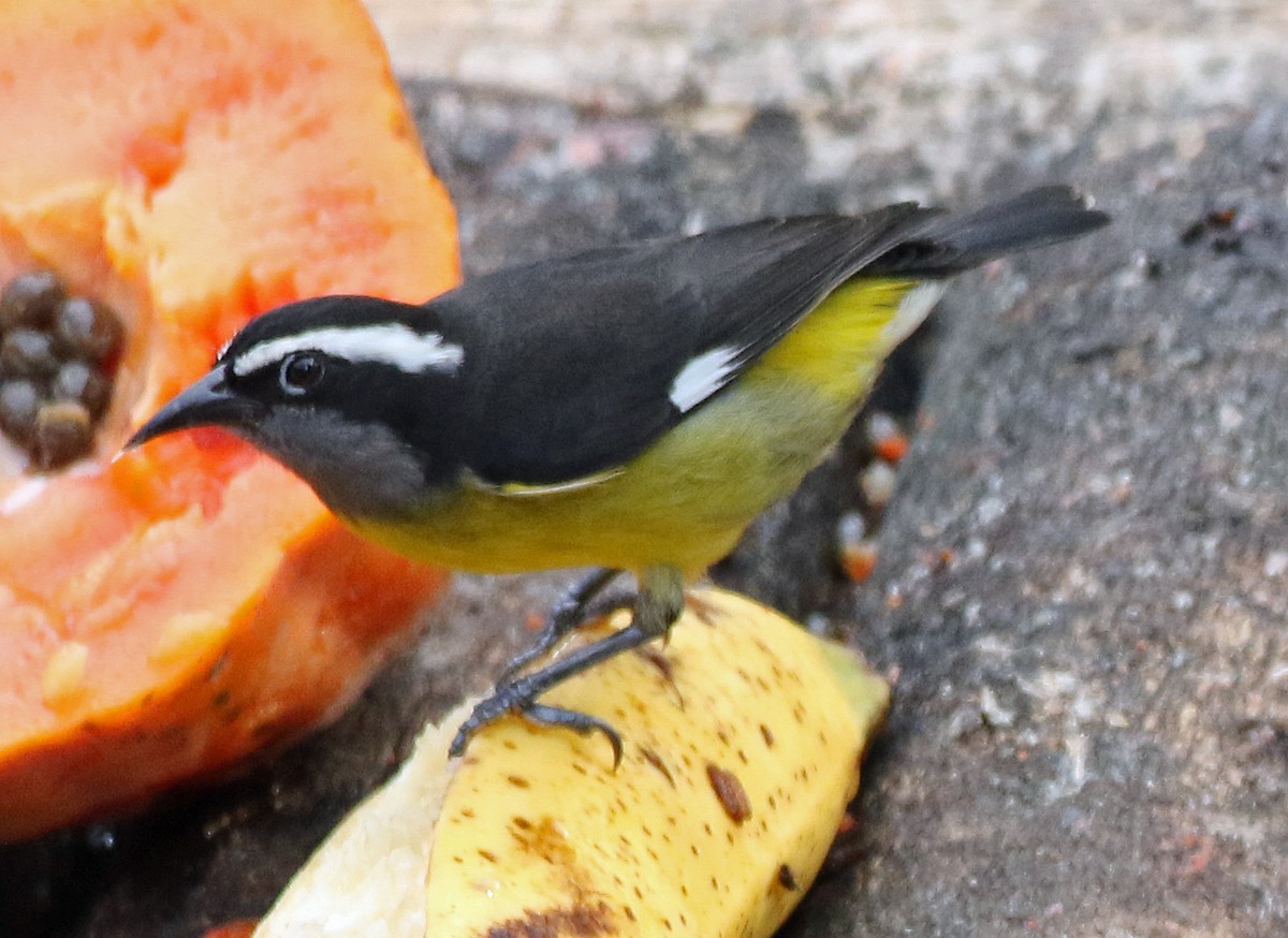 Zuckervogel - ML646804560