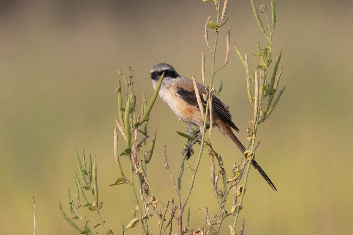 חנקן חלוד-גב - ML646804561