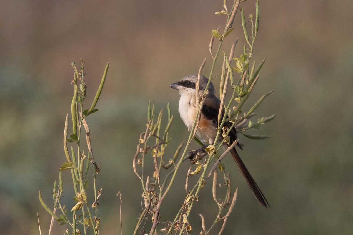חנקן חלוד-גב - ML646804562