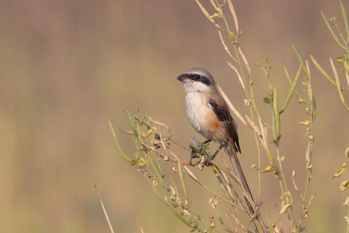 חנקן חלוד-גב - ML646804563