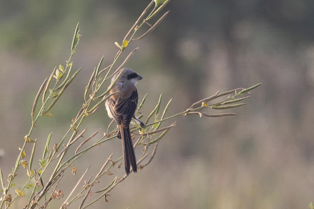 חנקן חלוד-גב - ML646804564